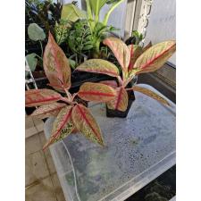 Aglaonema BA-4 Legacy в горшке