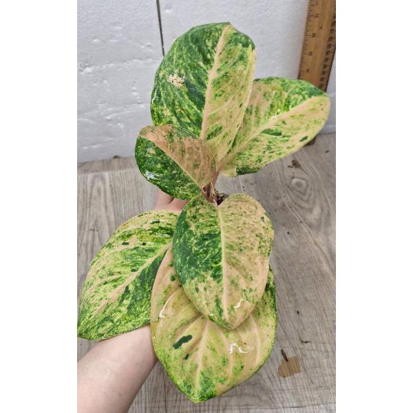 Аглаонема Анкет Голд / Гамлай Тонг / Aglaonema anklet gold/ Gamlai Thong A-87 стакан