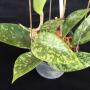 Hoya pottsii 'Splash' (#893).