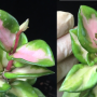 Hoya carnosa 'Brazil' (#663).