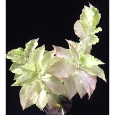 Pedilanthus Zigzag Lime (pure white) 1.5" pot  Д900p