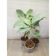 Aglaonema Ikkyu-san A-33