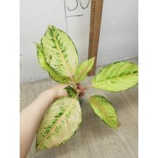 Aglaonema Lucky A-54