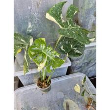 Monstera deliciosa ‘Thai Constellation’ variegated стакан Д 3200р д