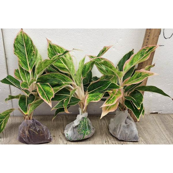 Аглаонема Аврора Розовая / Aglaonema Aurora -  Pink A-8