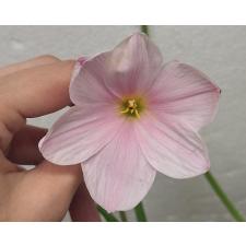Зефирантес Снег сакуры / Zephyranthes Sakura Snow