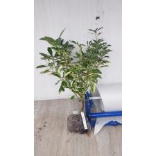 Citrus madurensis variegata 48