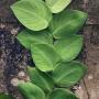 Rhaphidophora korthalsii
