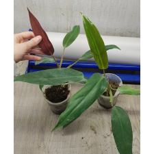 Philodendron sp.(T15)P. mexicana. стакан ss 350p