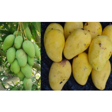 Mangifera indica 'Choke Anan' (grafted). 154-190