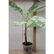 Варегатный банан (Белая варегатность) / Musa variegated (White variegated)