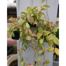 Hoya obscura pot