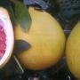 Citrus maxima (yellow fruit) Vietnam.