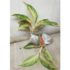 Aglaonema Pink Panama A-94