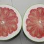 Citrus maxima ‘Red Roti’ (grafted).