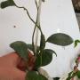 Hoya waymaniae No.3 (green and round leaf)              521