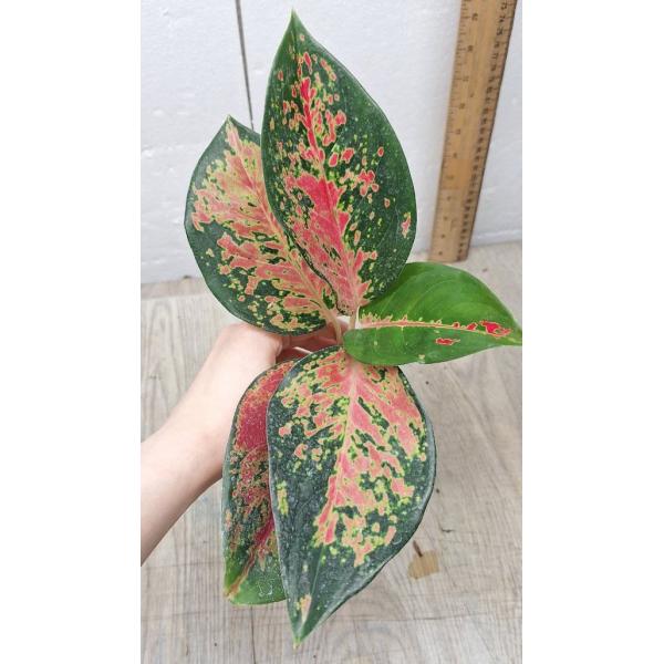 Aglaonema Chang Dang стакан
