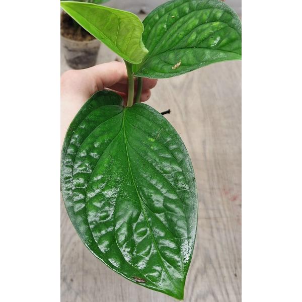 Monstera sp Siam Monster (S)