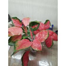 Aglaonema T29 Parich