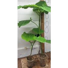 Фикус зонтичный / Ficus Umbellata (S)