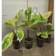 Aglaonema Green A-83