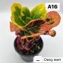 Codeium A16 Dang Siam