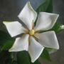 Gardenia sp.(T16) Malaysia