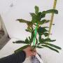 Codiaeum (T33) (MD)