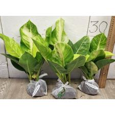 Филодендрон Мунлайт варегатная / Philodendron Moonlight variegata