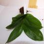 Hoya lambii             533