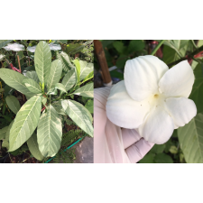 Tabernaemontana (T09) 'Silver Frost' 263/1