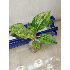 Aglaonema Godzilla A-147