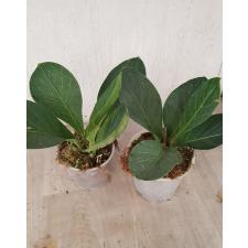 Anthurium jenmanii round leaves