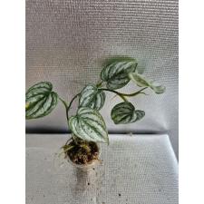 Philodendron brandtianum s по 450р