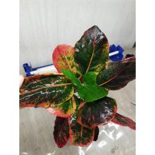 Codiaeum Kaew Klaw 38 - 1900p