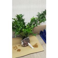 Polypodium ‘Boyton Beach’ x Microsorum sp.(T03) Africa. 201 по 4500р