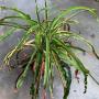 Codiaeum Pra Ram (narrow leaf).
