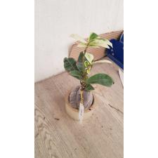 Ixora 'Frozen Star' variegata 156 по 1100р