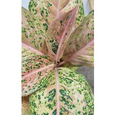 Аглаонема Шоколад/Орандж Алл Стар / Aglaonema Chocolate/orange all star A-133