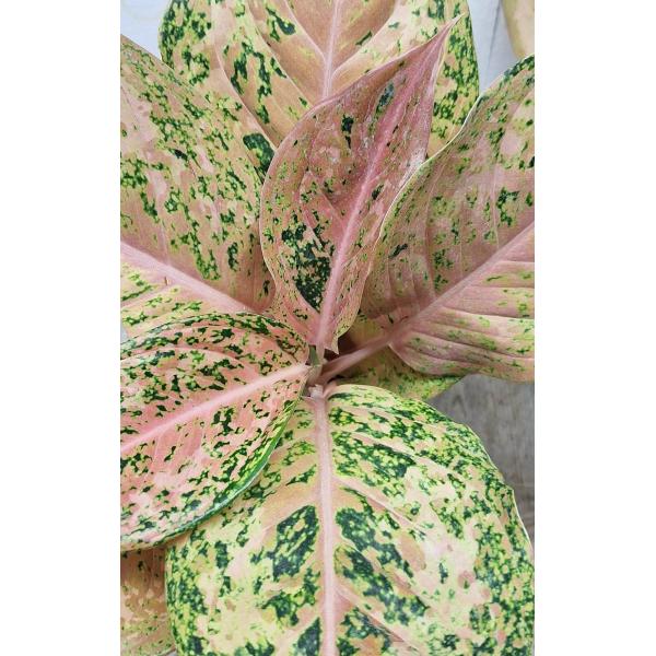 Аглаонема Шоколад/Орандж Алл Стар / Aglaonema Chocolate/orange all star A-133