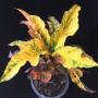 Codiaeum Nongluk