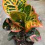 Codiaeum Phaya Petch