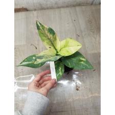 Anthurium variegated sp 10