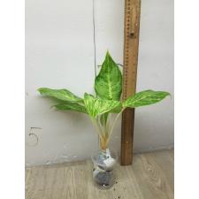 Aglaonema Silver Rose A-72