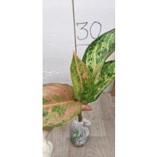 Aglaonema Aradin A-16 уценка