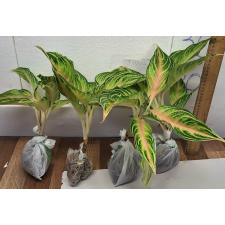 Аглаонема Панама розово-персиковая. / Aglaonema Panama - Pink peach A-95