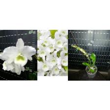 IMBRICATA 1+