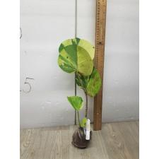 Cocoloba uvifera variegata 33/1