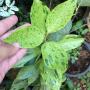 Cinnamomum zeylanicum variegated