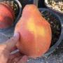 Citrus maxima (red and oval fruit) Vietnam (grafted).